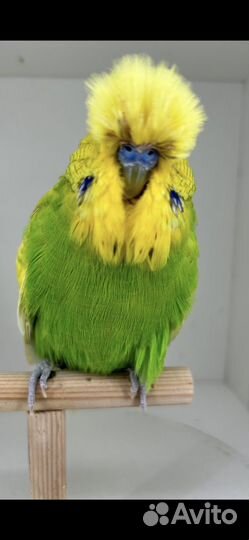 Выстовачные волнистые попугаи ввп-Чехи