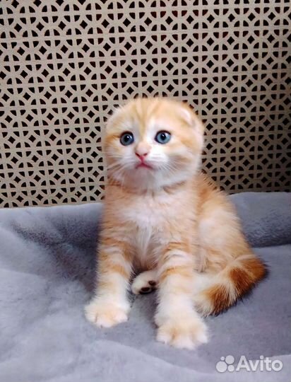 Золотая шиншилла с родословной