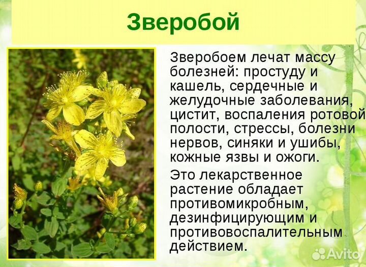 Ангел (знахарь )