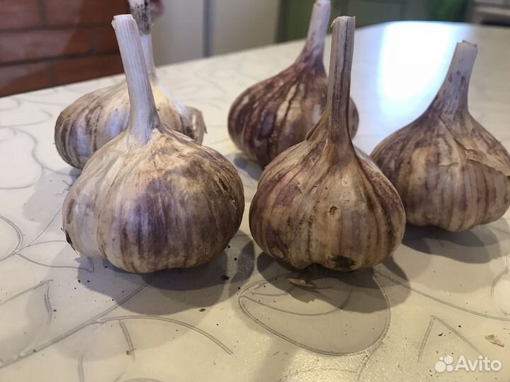 Чеснок зимний