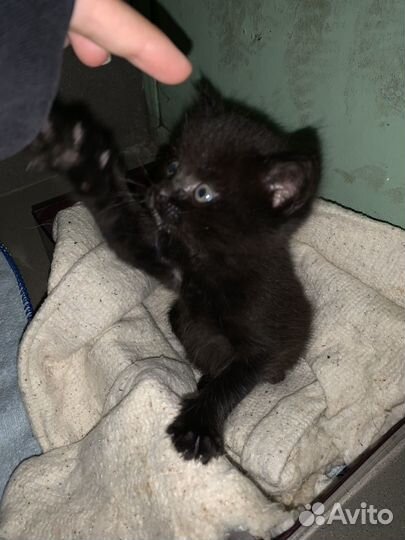Черный котенок в добрые руки