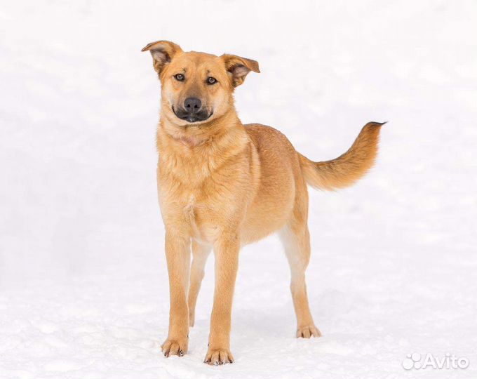 Собака бесплатно