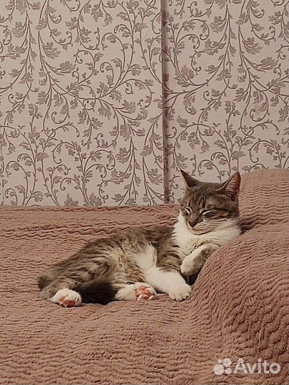 Кошка в дар бесплатно