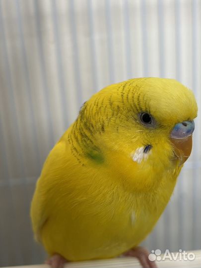 Продаю волнистых попугайчиков вместе с клеткой
