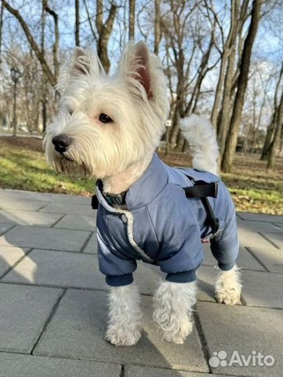 Вест хайленд вайт терьер вязка