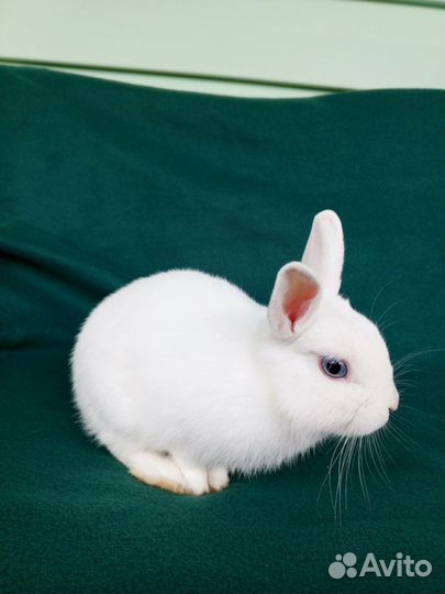 Кролик карликовый настоящий девочка 5 мес