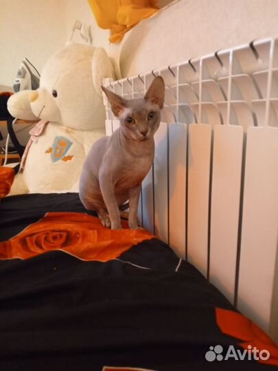 Сфинкс 1.5 года