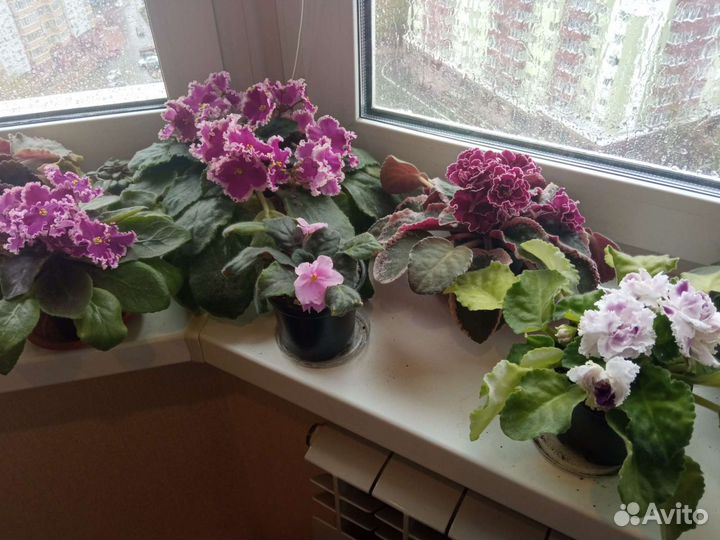 Фиалки взрослые в подарок