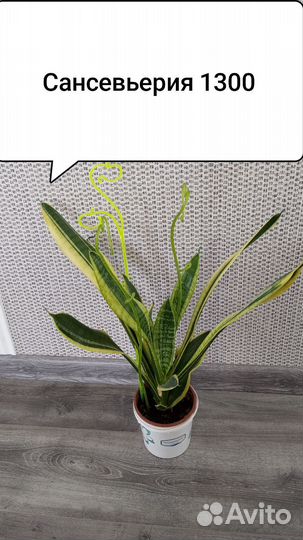 Сансивиерия, филодендрон, фикусы