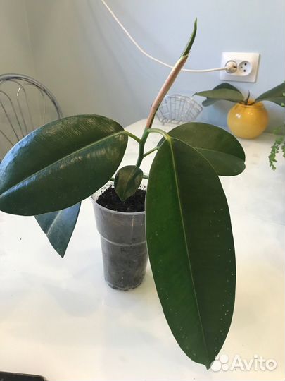 Фикус каучуконосный