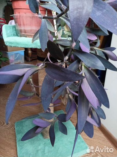 Сеткреазия (традесканция)