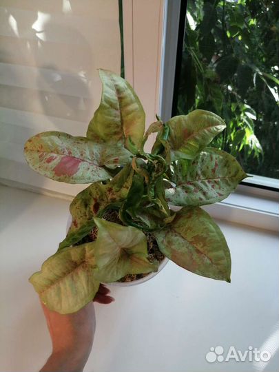 Сингониум конфетти милк