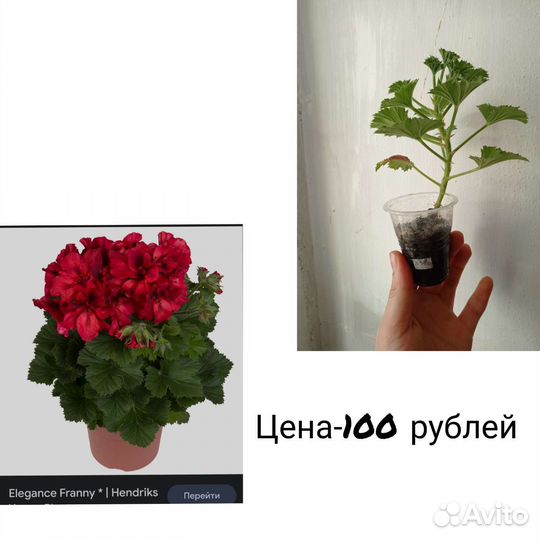 Пеларгония