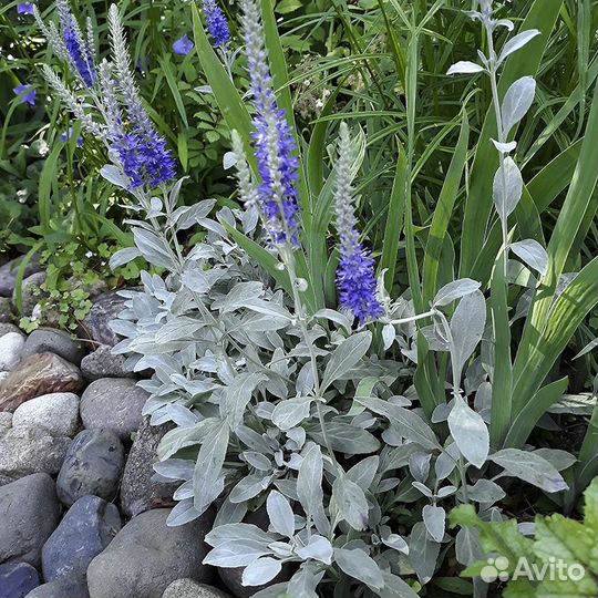 Многолетние цветы