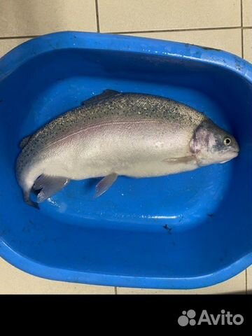 Форель радужна, рыба живая, малек форели