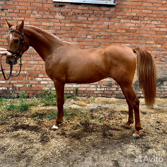 Жеребец чистокровной арабской породы 2х лет