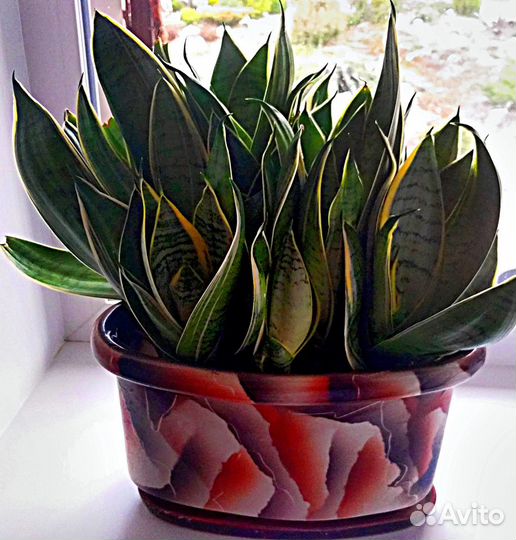 Комнатные растения