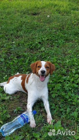 Вязка бритон