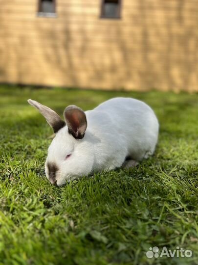 Кролики калифорнийцы