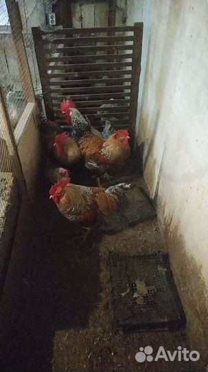 Петухи разновозрастные
