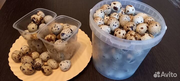 Перепела яйцо столовое и инкубационное