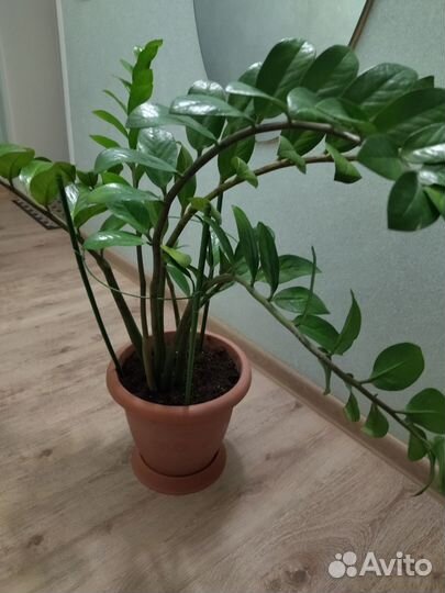 Замиокулькас