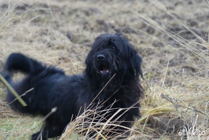 Метис черного терьера в опытные руки