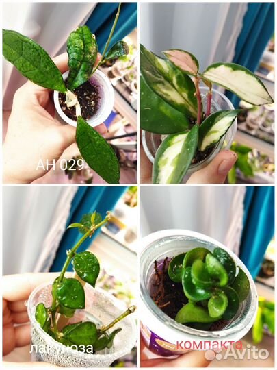 Хойи сортовые