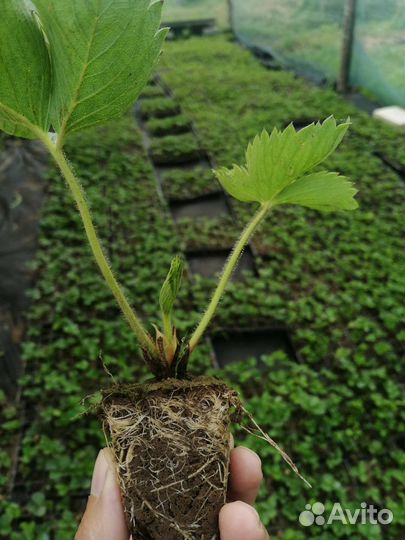 Рассада клубники. сорт мальвина, клери