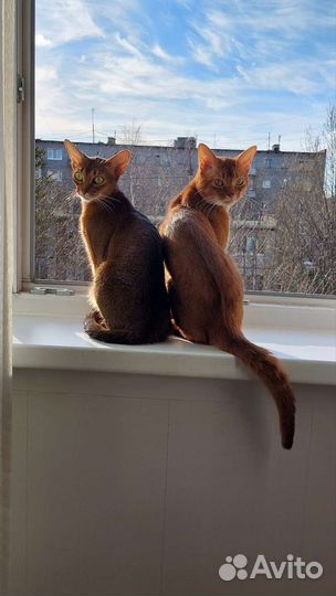 Абиссинская