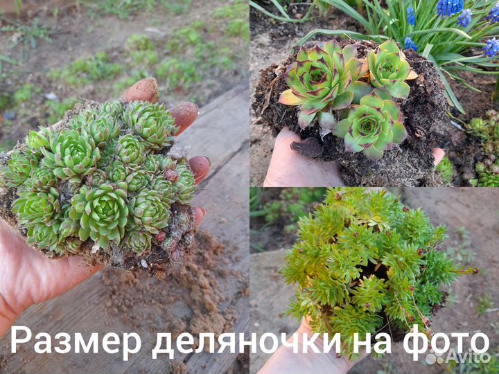 Многолетние почвопокровные