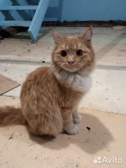 Найден котик рыжий