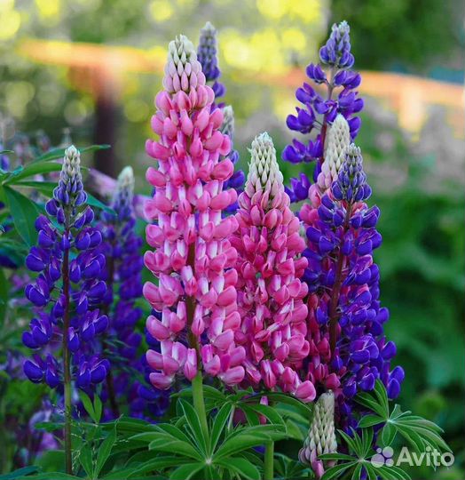 Рассада цветов, огурцов, капусты и др