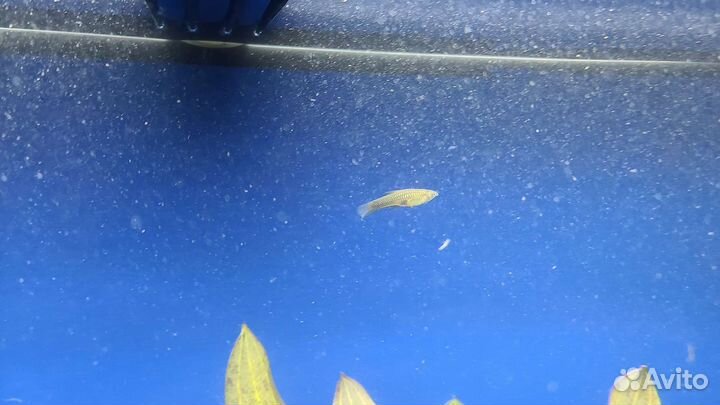 Аквариумные рыбки