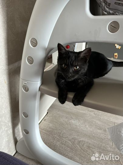 Котенок (девочка)