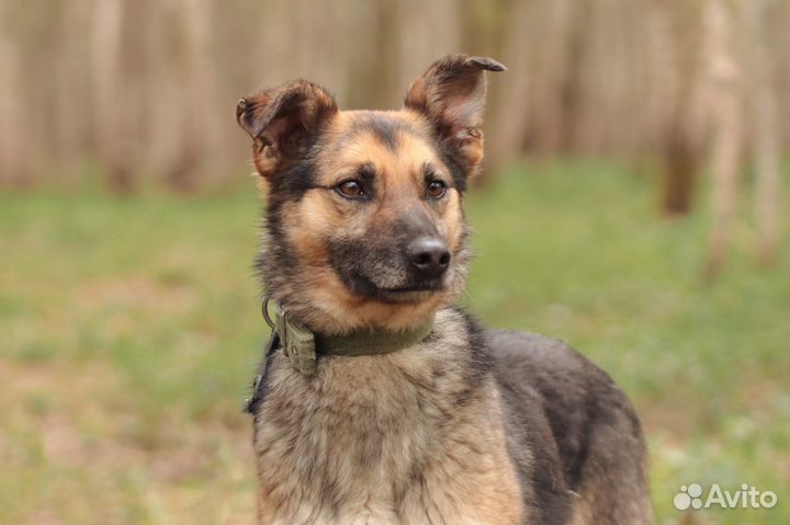 Собака в дар