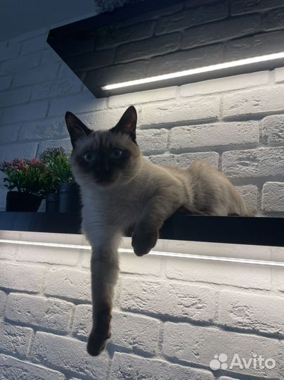 Сиамский кот вязка