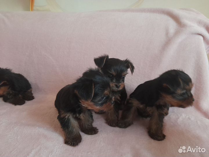 Йоркширский терьер щенки