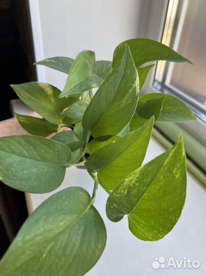 Растения Фикус