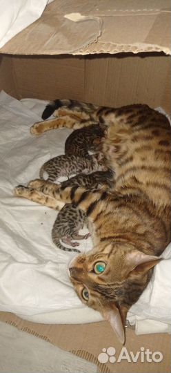 Бенгальская