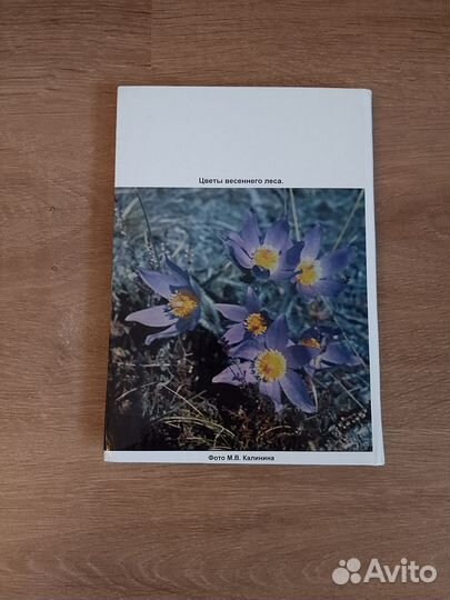 Калинин - Наша охота/отправлю,привезу