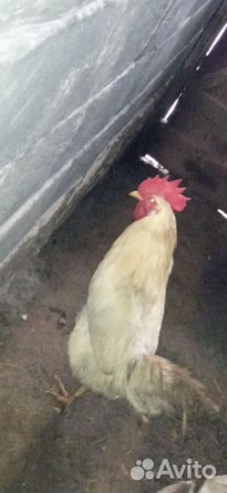Петух молодой
