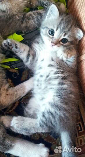 Котëнок в добрые руки