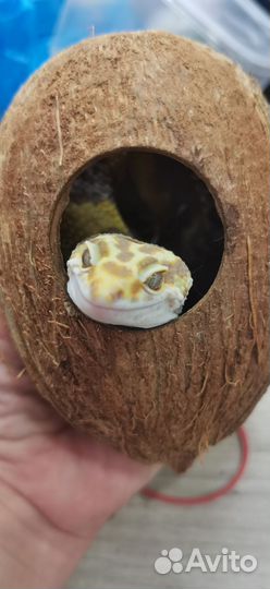 Продам эублефара