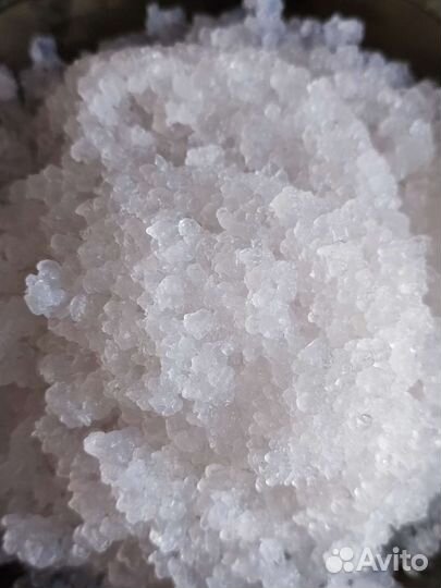 Индийский морской рис, зооглея, рисовый гриб