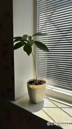 Авокадо растение