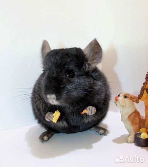 Шиншилла мальчик тёмный