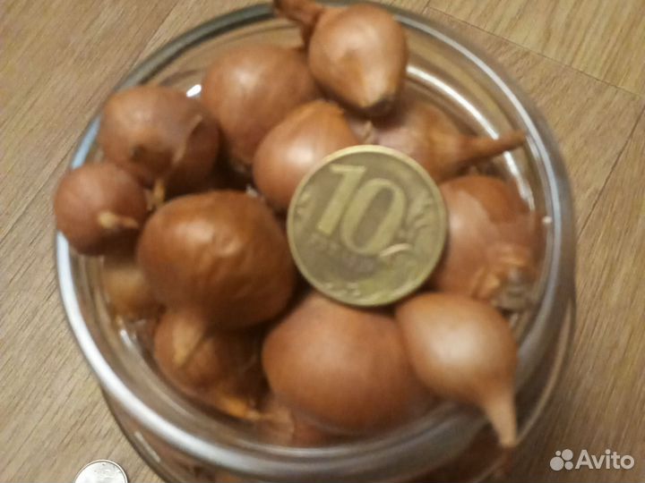 Мелкий лук на посадку весной. (на зелень)