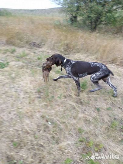 Вязка Курцхаар