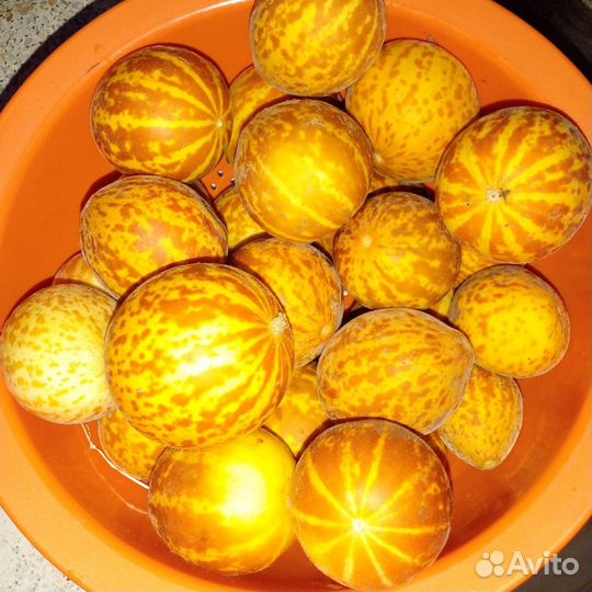 Огурдыни семена: Королевы Анны.Грин Бьюти.Нектарин